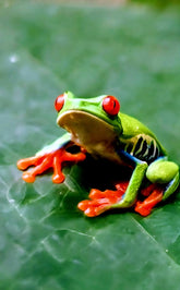 2466051 :: Giclée Rolled Canvas Print